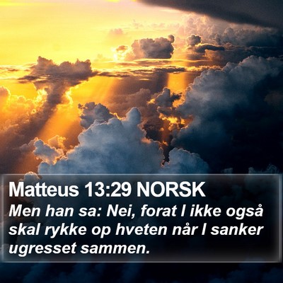 Matteus 13:29 NORSK Bible Verse Image