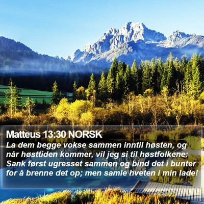 Matteus 13:30 NORSK Bible Verse Image