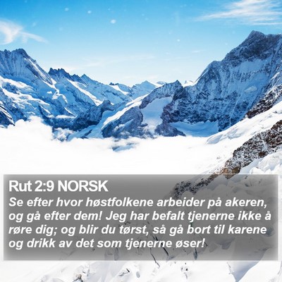 Rut 2:9 NORSK Bible Verse Image
