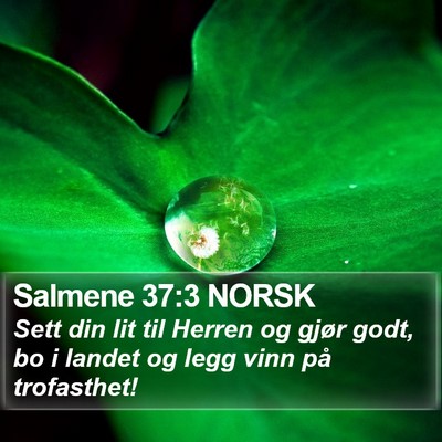 Salmene 37:3 NORSK Bible Verse Image