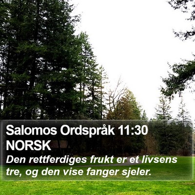 Salomos Ordspråk 11:30 NORSK Bible Verse Image