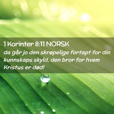 Picture 02 - 1 Korinter 8:11 NORSK - da går jo den skrøpelige fortapt for din - Bible Verse Picture