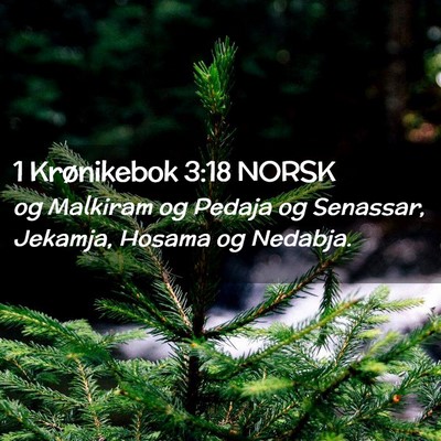 Picture 02 - 1 Krønikebok 3:18 NORSK - og Malkiram og Pedaja og Senassar, Jekamja, - Bible Verse Picture