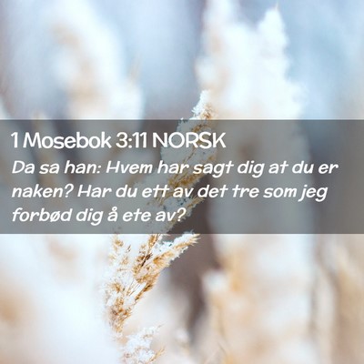 Picture 02 - 1 Mosebok 3:11 NORSK - Da sa han: Hvem har sagt dig at du er naken? Har - Bible Verse Picture