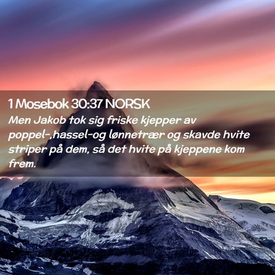 Picture 02 - 1 Mosebok 30:37 NORSK - Men Jakob tok sig friske kjepper av - Bible Verse Picture
