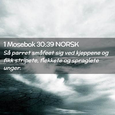 Picture 02 - 1 Mosebok 30:39 NORSK - Så parret småfeet sig ved kjeppene og fikk - Bible Verse Picture