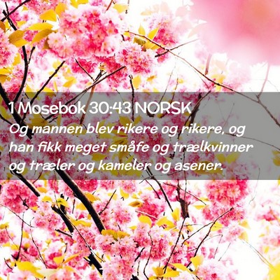 Picture 02 - 1 Mosebok 30:43 NORSK - Og mannen blev rikere og rikere, og han fikk - Bible Verse Picture