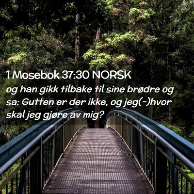 Picture 02 - 1 Mosebok 37:30 NORSK - og han gikk tilbake til sine brødre og sa: - Bible Verse Picture