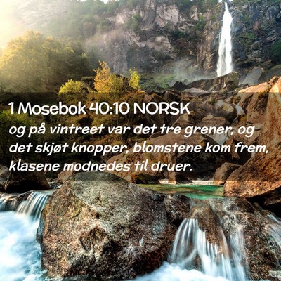 Picture 02 - 1 Mosebok 40:10 NORSK - og på vintreet var det tre grener, og det skjøt - Bible Verse Picture