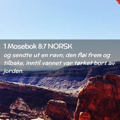 Picture 02 - 1 Mosebok 8:7 NORSK - og sendte ut en ravn; den fløi frem og tilbake, - Bible Verse Picture