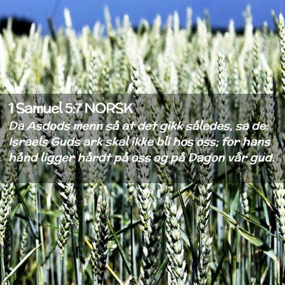 Picture 02 - 1 Samuel 5:7 NORSK - Da Asdods menn så at det gikk således, sa de: - Bible Verse Picture
