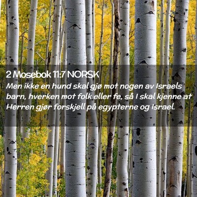 Picture 02 - 2 Mosebok 11:7 NORSK - Men ikke en hund skal gjø mot nogen av Israels - Bible Verse Picture