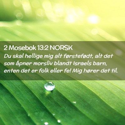 Picture 02 - 2 Mosebok 13:2 NORSK - Du skal hellige mig alt førstefødt, alt det som - Bible Verse Picture
