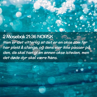 Picture 02 - 2 Mosebok 21:36 NORSK - Men er det vitterlig at det er en okse som før - Bible Verse Picture