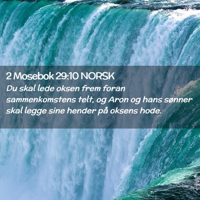 Picture 02 - 2 Mosebok 29:10 NORSK - Du skal lede oksen frem foran sammenkomstens - Bible Verse Picture