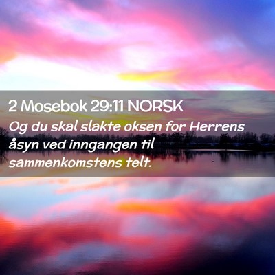 Picture 02 - 2 Mosebok 29:11 NORSK - Og du skal slakte oksen for Herrens åsyn ved - Bible Verse Picture