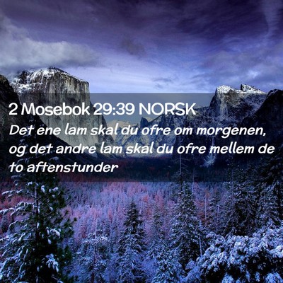Picture 02 - 2 Mosebok 29:39 NORSK - Det ene lam skal du ofre om morgenen, og det - Bible Verse Picture