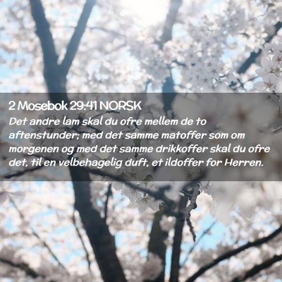 Picture 02 - 2 Mosebok 29:41 NORSK - Det andre lam skal du ofre mellem de to - Bible Verse Picture