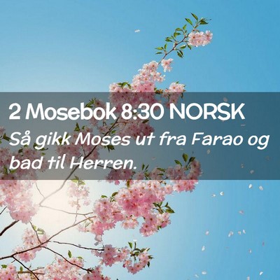 Picture 02 - 2 Mosebok 8:30 NORSK - Så gikk Moses ut fra Farao og bad til - Bible Verse Picture