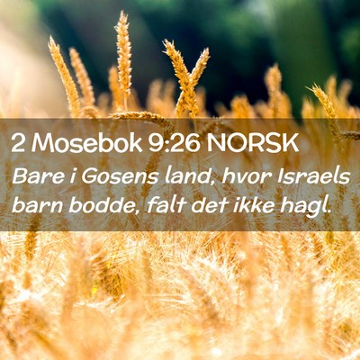 Picture 02 - 2 Mosebok 9:26 NORSK - Bare i Gosens land, hvor Israels barn bodde, falt - Bible Verse Picture