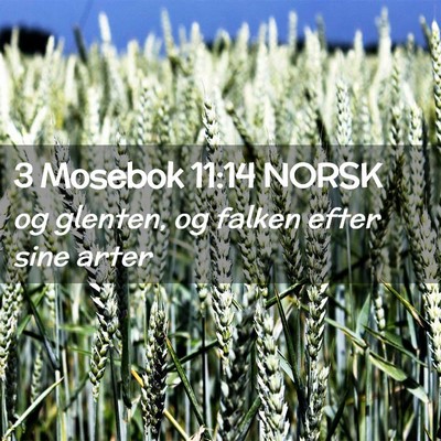 Picture 02 - 3 Mosebok 11:14 NORSK - og glenten, og falken efter sine - Bible Verse Picture