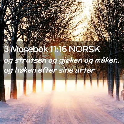 Picture 02 - 3 Mosebok 11:16 NORSK - og strutsen og gjøken og måken, og høken efter - Bible Verse Picture