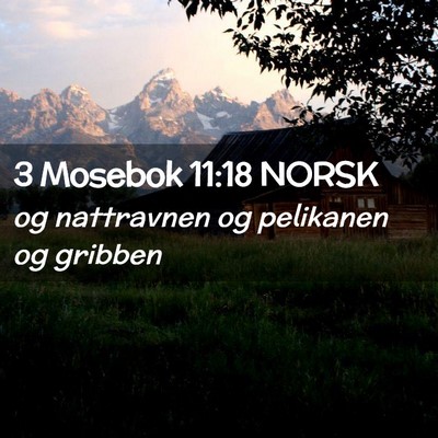 Picture 02 - 3 Mosebok 11:18 NORSK - og nattravnen og pelikanen og - Bible Verse Picture