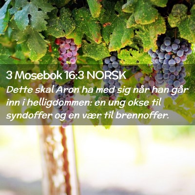 Picture 02 - 3 Mosebok 16:3 NORSK - Dette skal Aron ha med sig når han går inn i - Bible Verse Picture