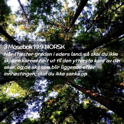 Picture 02 - 3 Mosebok 19:9 NORSK - Når I høster grøden i eders land, så skal du - Bible Verse Picture