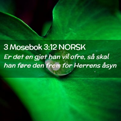 Picture 02 - 3 Mosebok 3:12 NORSK - Er det en gjet han vil ofre, så skal han føre - Bible Verse Picture