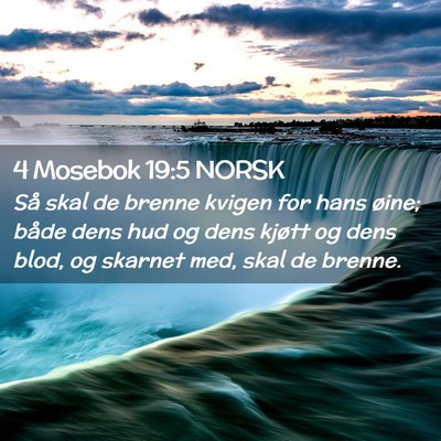 Picture 02 - 4 Mosebok 19:5 NORSK - Så skal de brenne kvigen for hans øine; både - Bible Verse Picture