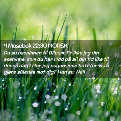 Picture 02 - 4 Mosebok 22:30 NORSK - Da sa aseninnen til Bileam: Er ikke jeg din - Bible Verse Picture