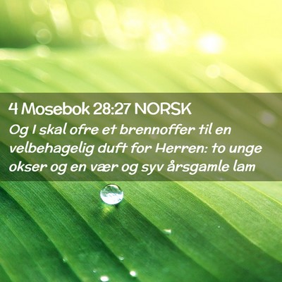 Picture 02 - 4 Mosebok 28:27 NORSK - Og I skal ofre et brennoffer til en velbehagelig - Bible Verse Picture