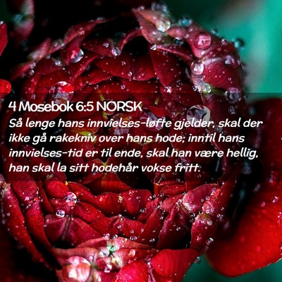 Picture 02 - 4 Mosebok 6:5 NORSK - Så lenge hans innvielses-løfte gjelder, skal - Bible Verse Picture