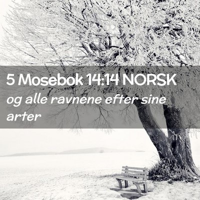 Picture 02 - 5 Mosebok 14:14 NORSK - og alle ravnene efter sine - Bible Verse Picture