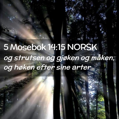 Picture 02 - 5 Mosebok 14:15 NORSK - og strutsen og gjøken og måken, og høken efter - Bible Verse Picture