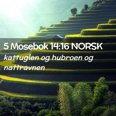 Picture 02 - 5 Mosebok 14:16 NORSK - kattuglen og hubroen og - Bible Verse Picture