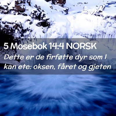 Picture 02 - 5 Mosebok 14:4 NORSK - Dette er de firføtte dyr som I kan ete: oksen, - Bible Verse Picture