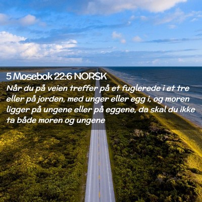 Picture 02 - 5 Mosebok 22:6 NORSK - Når du på veien treffer på et fuglerede i et - Bible Verse Picture