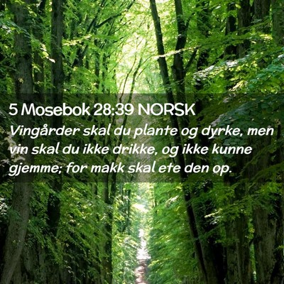 Picture 02 - 5 Mosebok 28:39 NORSK - Vingårder skal du plante og dyrke, men vin skal - Bible Verse Picture