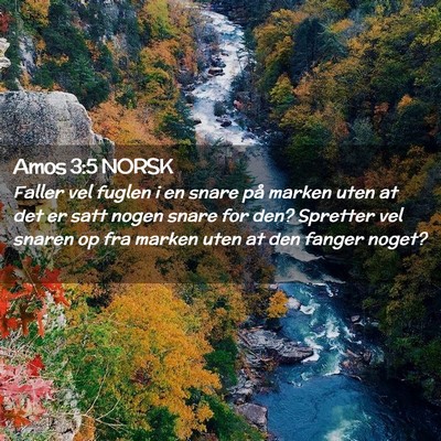 Picture 02 - Amos 3:5 NORSK - Faller vel fuglen i en snare på marken uten at - Bible Verse Picture