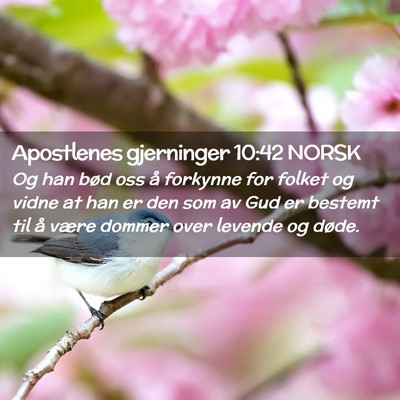 Picture 02 - Apostlenes gjerninger 10:42 NORSK - Og han bød oss å forkynne for folket og vidne - Bible Verse Picture