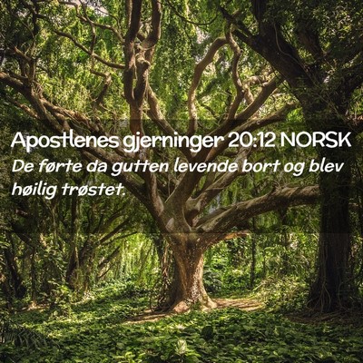 Picture 02 - Apostlenes gjerninger 20:12 NORSK - De førte da gutten levende bort og blev høilig - Bible Verse Picture