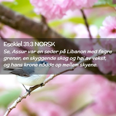 Picture 02 - Esekiel 31:3 NORSK - Se, Assur var en seder på Libanon med fagre - Bible Verse Picture