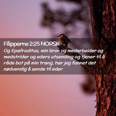 Picture 02 - Filipperne 2:25 NORSK - Og Epafroditus, min bror og medarbeider og - Bible Verse Picture