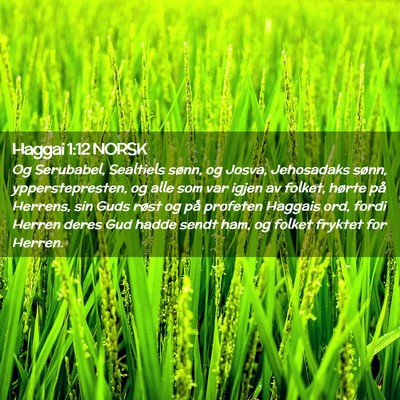 Picture 02 - Haggai 1:12 NORSK - Og Serubabel, Sealtiels sønn, og Josva, - Bible Verse Picture