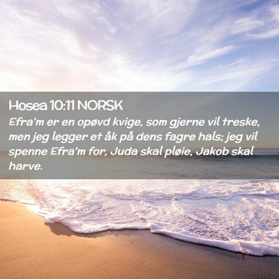 Picture 02 - Hosea 10:11 NORSK - Efra'm er en opøvd kvige, som gjerne vil treske, - Bible Verse Picture