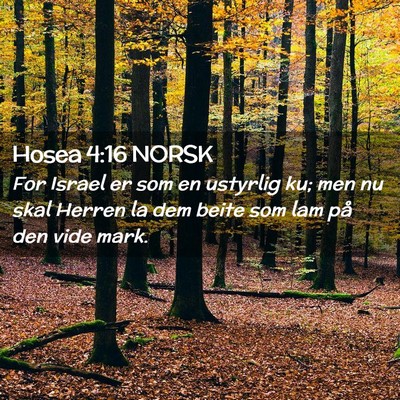Picture 02 - Hosea 4:16 NORSK - For Israel er som en ustyrlig ku; men nu skal - Bible Verse Picture