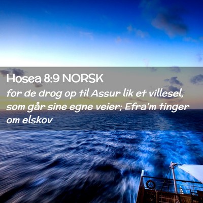 Picture 02 - Hosea 8:9 NORSK - for de drog op til Assur lik et villesel, som - Bible Verse Picture