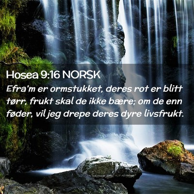 Picture 02 - Hosea 9:16 NORSK - Efra'm er ormstukket, deres rot er blitt tørr, - Bible Verse Picture